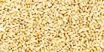 TANI 225 ZA MBEGU YA NGANO KUSAMBAZWA WILAYA TANO