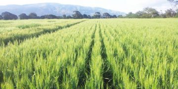 SERIKALI YAWAWEKA MTEGONI WAKANDARASI MIRADI YA KILIMO