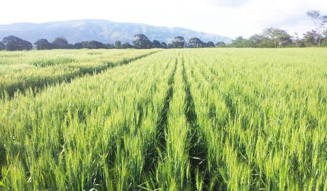 SERIKALI YAWAWEKA MTEGONI WAKANDARASI MIRADI YA KILIMO