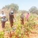 VIONGOZI TASAF WALIDHISHWA NA UTEKELEZAJI MIRADI KWA WALENGWA