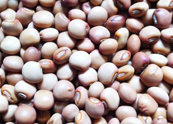 BEI MPYA YA MBAAZI, KUNDE YAWAPANDISHA MZUKA WAKULIMA