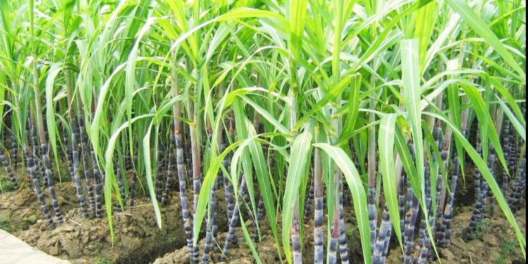 WAKULIMA WA MIWA WAPEWA MBINU ZA KUIKABILI TABIANCHI