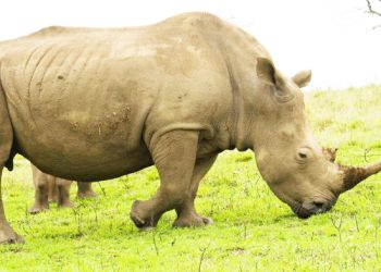 FARU KUTANGAZA UTALII HIFADHI YA MIKUMI