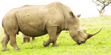 FARU KUTANGAZA UTALII HIFADHI YA MIKUMI