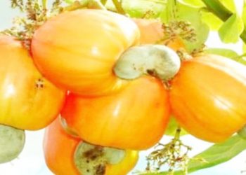 WAKULIMA WA KOROSHO LINDI WAGOMA KUUZA