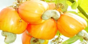 WAKULIMA WA KOROSHO LINDI WAGOMA KUUZA