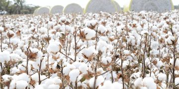 RC KAFULILA ATOA SIKU 5  KWA WAKULIMA WA PAMBA  SIMIYU