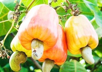 WAKULIMA WA KOROSHO PWANI KUPATA BILIONI 19.4/-