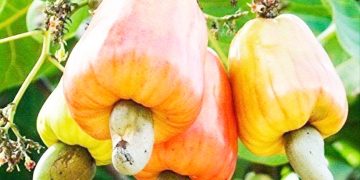 WAKULIMA WA KOROSHO PWANI KUPATA BILIONI 19.4/-