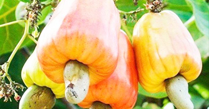 WAKULIMA WA KOROSHO PWANI KUPATA BILIONI 19.4/-