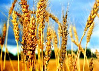 WAKULIMA WA NGANO WAPEWA MBINU KUPATA MAVUNO MENGI