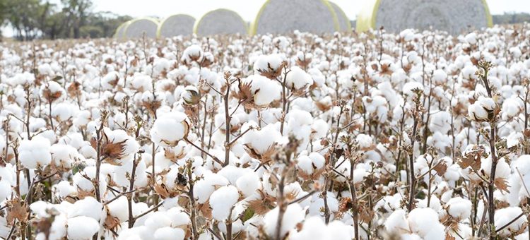 WAKULIMA WA PAMBA WAPEWA MBINU ZA KUPATA MICHE MINGI