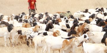 NARCO YATANGAZA PUNGUZO YA 30%