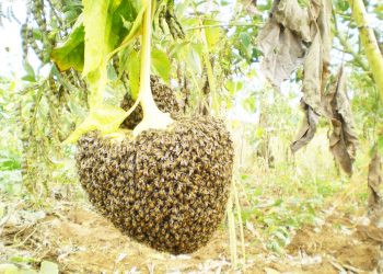 WAFUGAJI NYUKI MBINGA WAPEWA ANGALIZO MUHIMU
