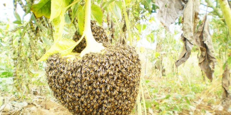 WAFUGAJI NYUKI MBINGA WAPEWA ANGALIZO MUHIMU