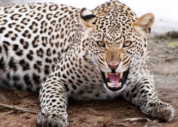 CHUI AVAMIA KIJIJI AUA MTOTO, AJERUHI WANANE