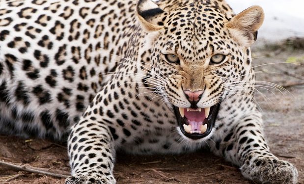 CHUI AVAMIA KIJIJI AUA MTOTO, AJERUHI WANANE