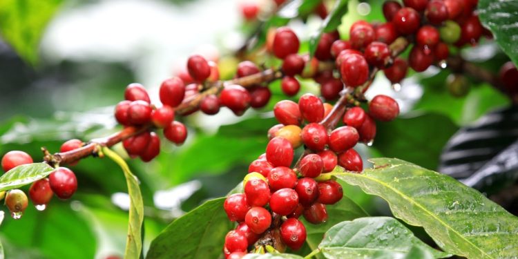 MICHE MILIONI 20 YA KAHAWA KUSAMBAZWA KWA WAKULIMA