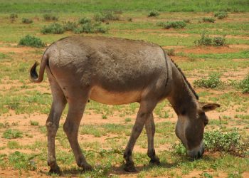 ATOZWA FAINI 100,000 KISA KUIBA PUNDA WA BABA YAKE