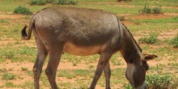 ATOZWA FAINI 100,000 KISA KUIBA PUNDA WA BABA YAKE