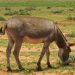 ATOZWA FAINI 100,000 KISA KUIBA PUNDA WA BABA YAKE