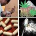 HEROIN NA BANGI ZANASWA KATIKA OPERESHENI MAALUMU MKOANI IRINGA