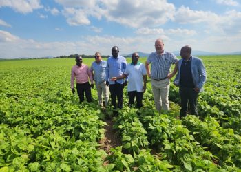 KILIMO CHA MSHANGAZA PROF. MKUMBO