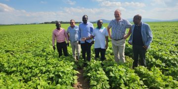 KILIMO CHA MSHANGAZA PROF. MKUMBO