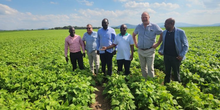 KILIMO CHA MSHANGAZA PROF. MKUMBO