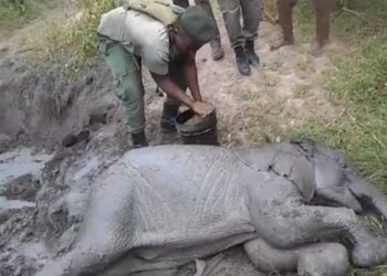 MTOTO WA TEMBO ALIYETUMBUKIA SHIMONI AOKOLEWA NA ASKARI WA TAWA