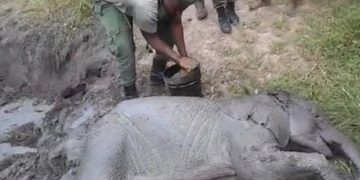 MTOTO WA TEMBO ALIYETUMBUKIA SHIMONI AOKOLEWA NA ASKARI WA TAWA