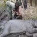 MTOTO WA TEMBO ALIYETUMBUKIA SHIMONI AOKOLEWA NA ASKARI WA TAWA