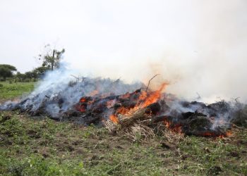 BANGI YATEKETEZWA MKOANI MARA