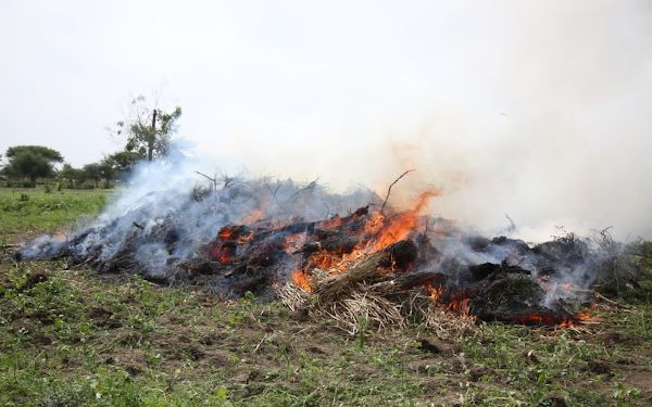 BANGI YATEKETEZWA MKOANI MARA