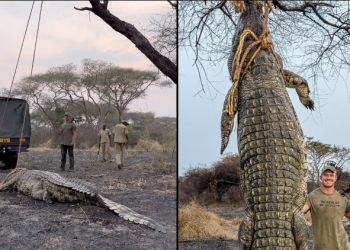 MAMBA ALIYEUAWA ALIWINDWA KIHALALI-TAWA