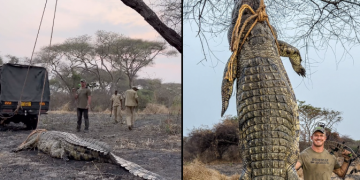 MAMBA ALIYEUAWA ALIWINDWA KIHALALI-TAWA