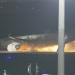 WATU 367 WANUSURIKA NA AJALI YA NDEGE YA AIRBUS A350  BAADA YA KUWAKA MOTO  HANEDA